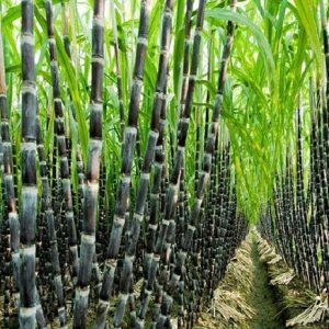 SẢN XUẤT MÍA ĐƯỜNG