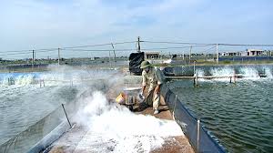 NUÔI TRỒNG THỦY SẢN